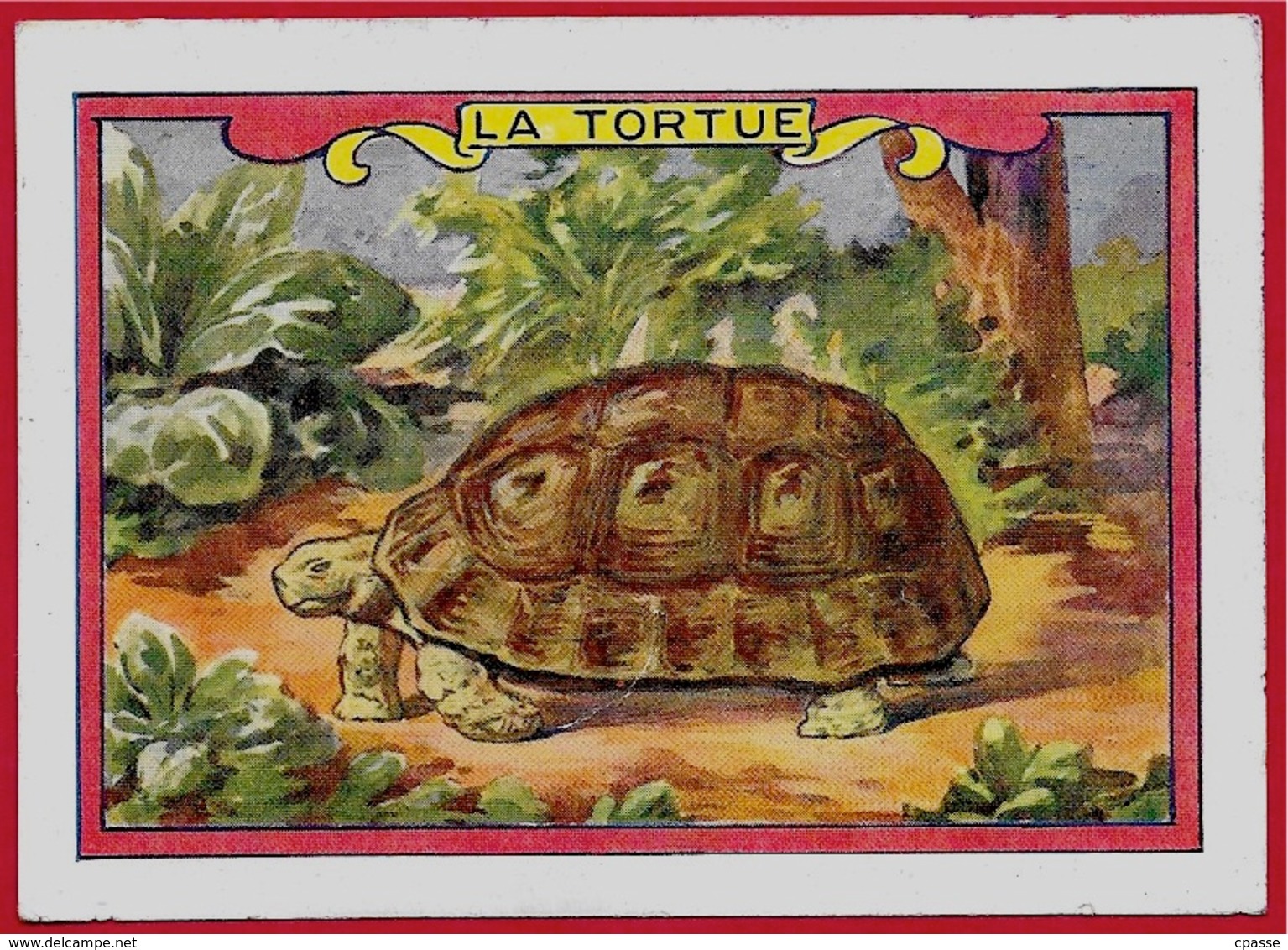 IMAGE LA TORTUE ** Animaux - Autres & Non Classés