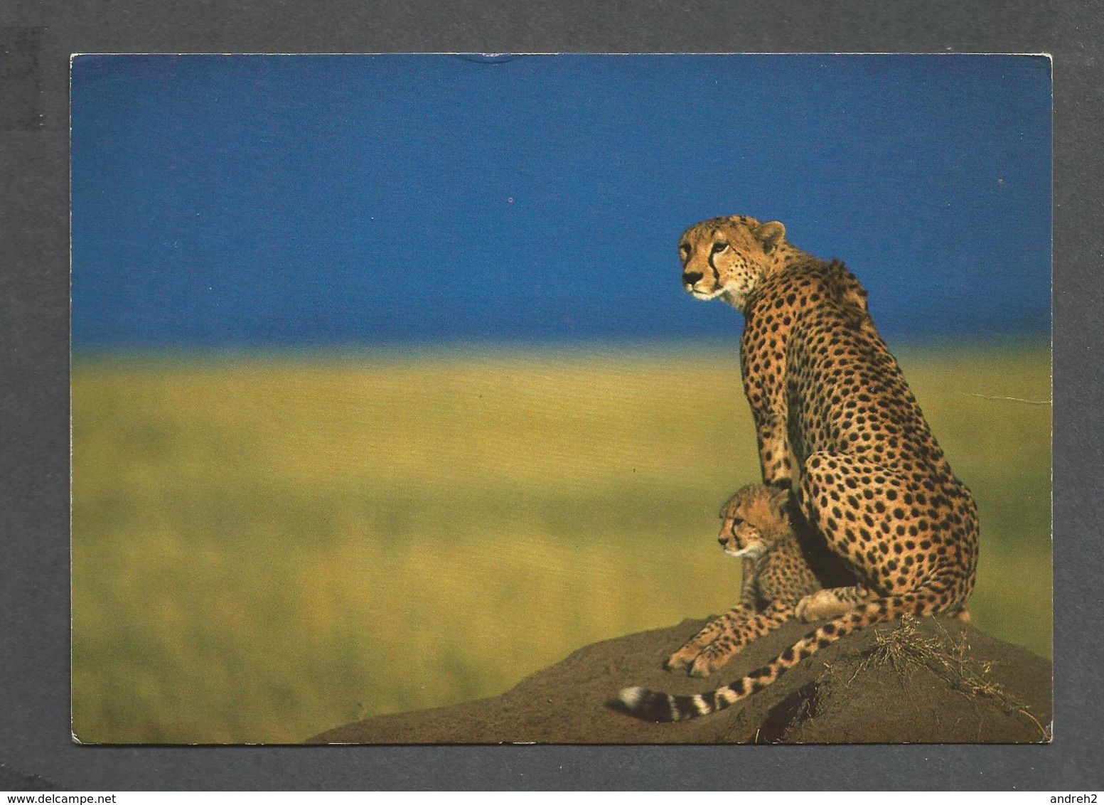 ANIMAUX - ANIMALS - AFRICAN WILDLIFE CHEETAH - 17 X 12 Cm  6¾ X 4¾ Po - BY SAPRA - Lions