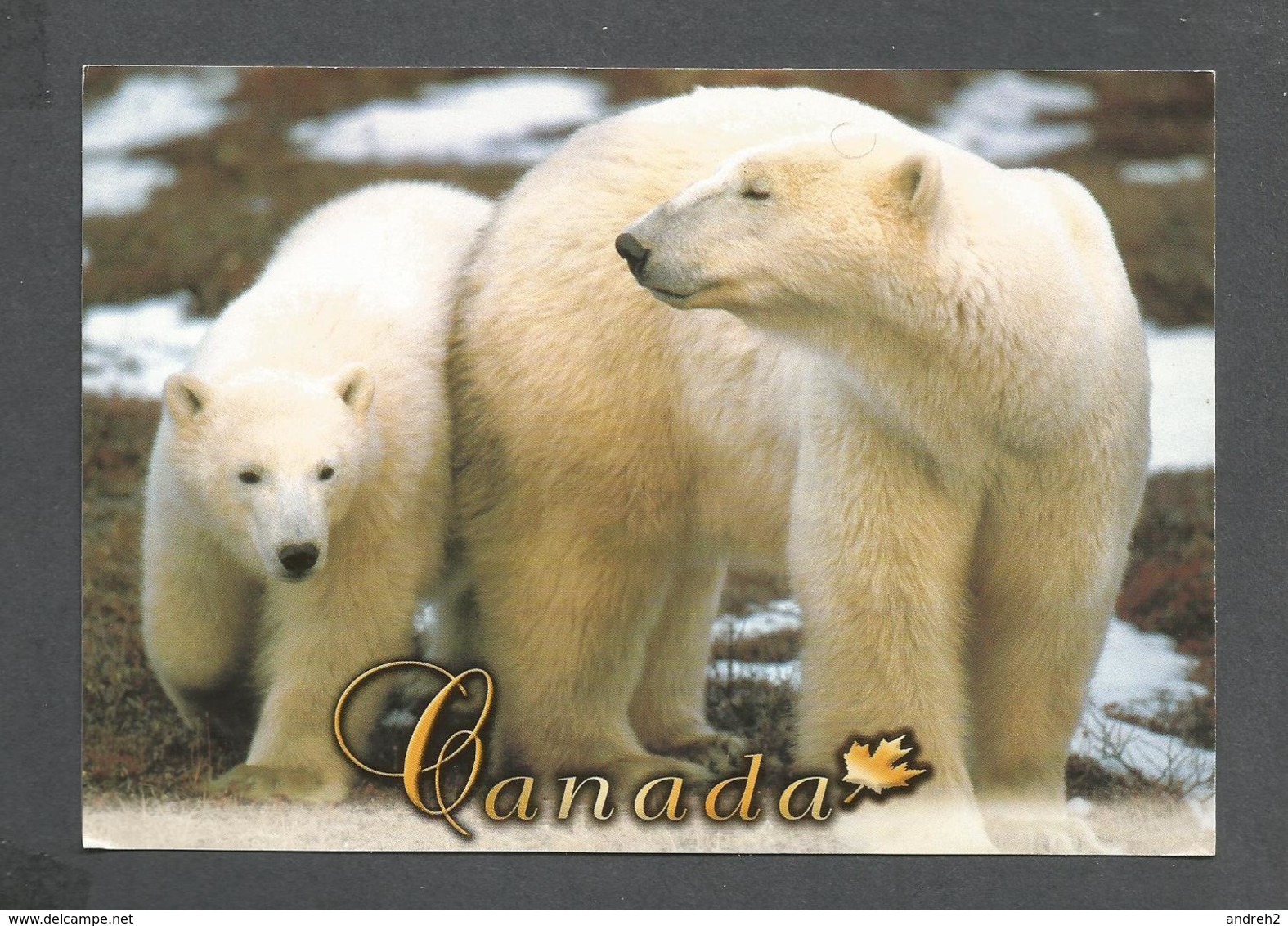 ANIMAUX - ANIMALS - FROM CANADA IN THE WILD POLAR BEARS LIVE AVERAGE OF 15-18 YEADS - 17 X 12 Cm  6¾ X 4¾ Po - Ours