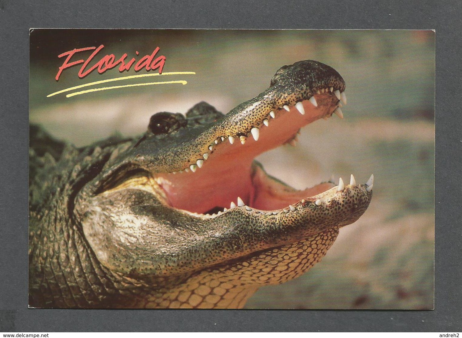 ANIMAUX - ANIMALS - ALLIGATOR ANYTIME IS SNACKTIME IN FLORIDA - 17 X 12 Cm  6¾ X 4¾ Po - PHOTO P.BERGER - Autres & Non Classés