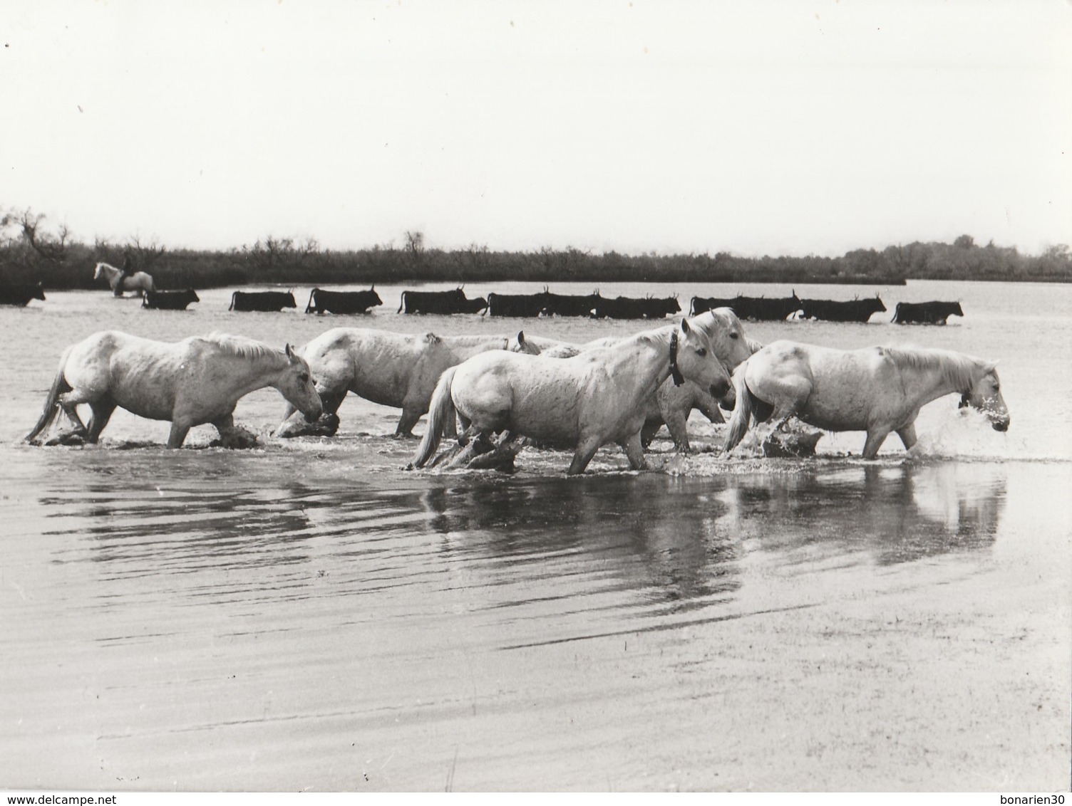 CPSM   13 CAMARGUE TAUREAUX ET CHEVAUX PHOTO GEORGE - Other & Unclassified