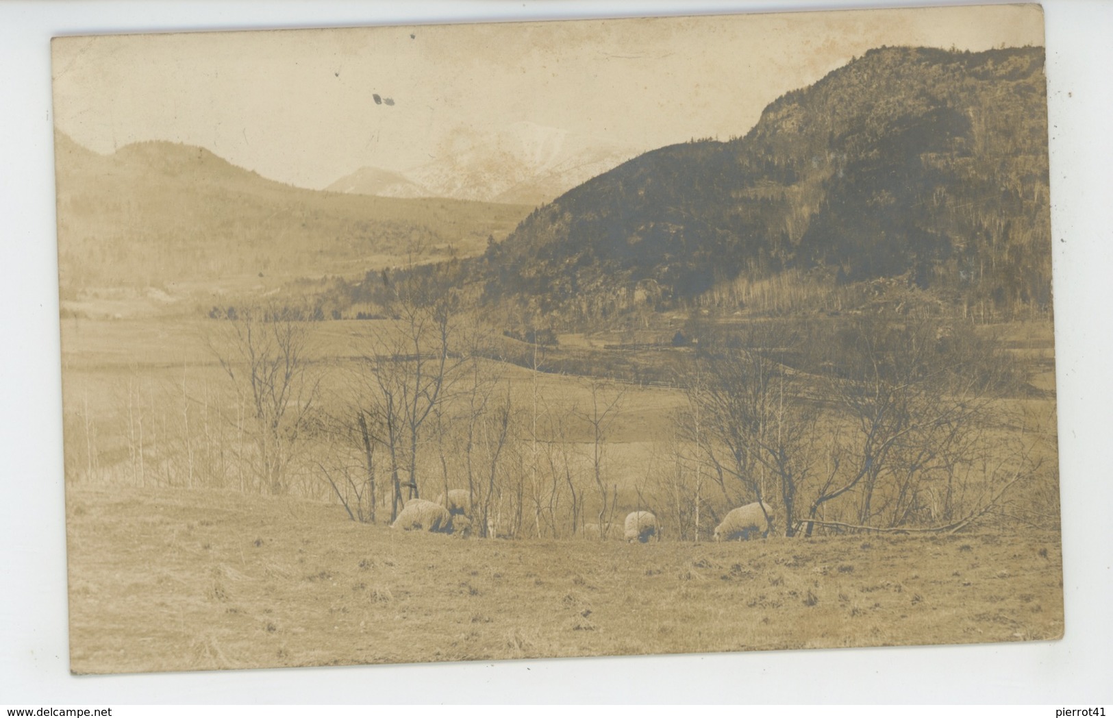 U.S.A. - WASHINGTON - HURRICANE (carte Photo Champ Avec Moutons écrite En 1917) - Autres & Non Classés