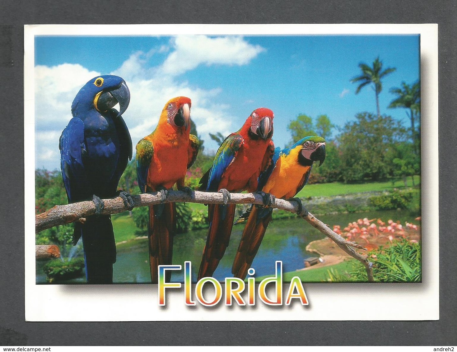 ANIMAUX - ANIMALS - BIRDS OISEAUX  PARROT JUNGLE FLORIDA PARROTS - PERROQUETS - 18 X 13 Cm  7 X 5 Po - PHOTO ALAN SCHEIN - Pájaros