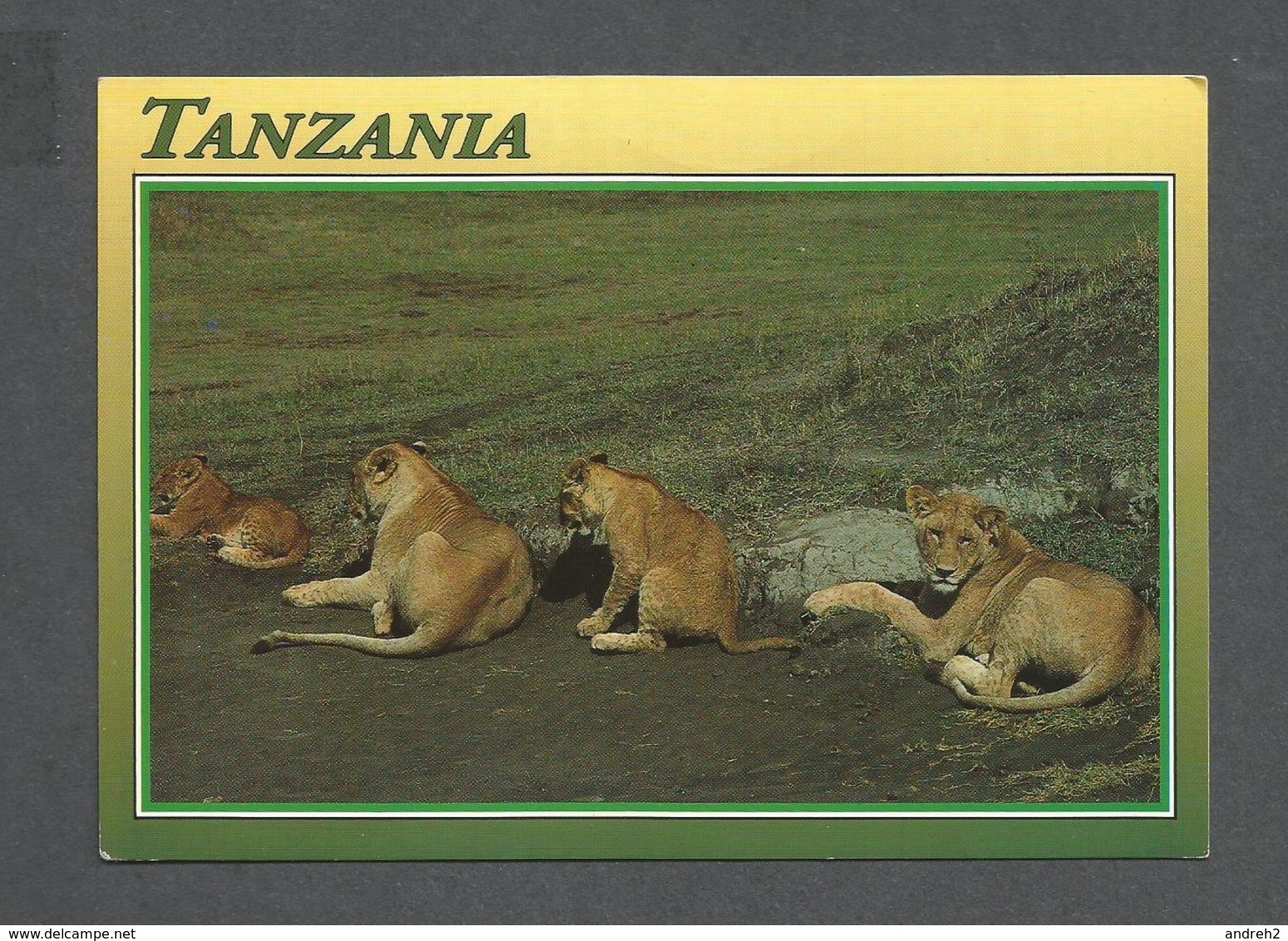 ANIMAUX - ANIMALS - TANZANIA - LIONS OF NGORONGORO - BY JOHN HINDE - PHOTO J.B. DA SILVA - Lions