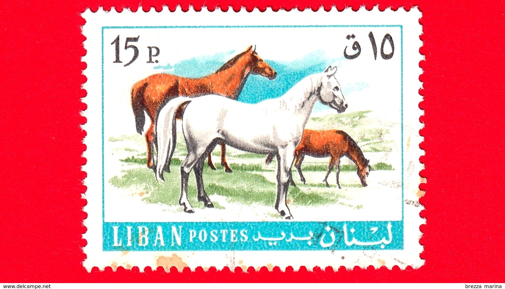 LIBANO - Usato - 1968 - Animali - Cavalli - Horses (Equus Ferus Caballus) - 15 - Libano