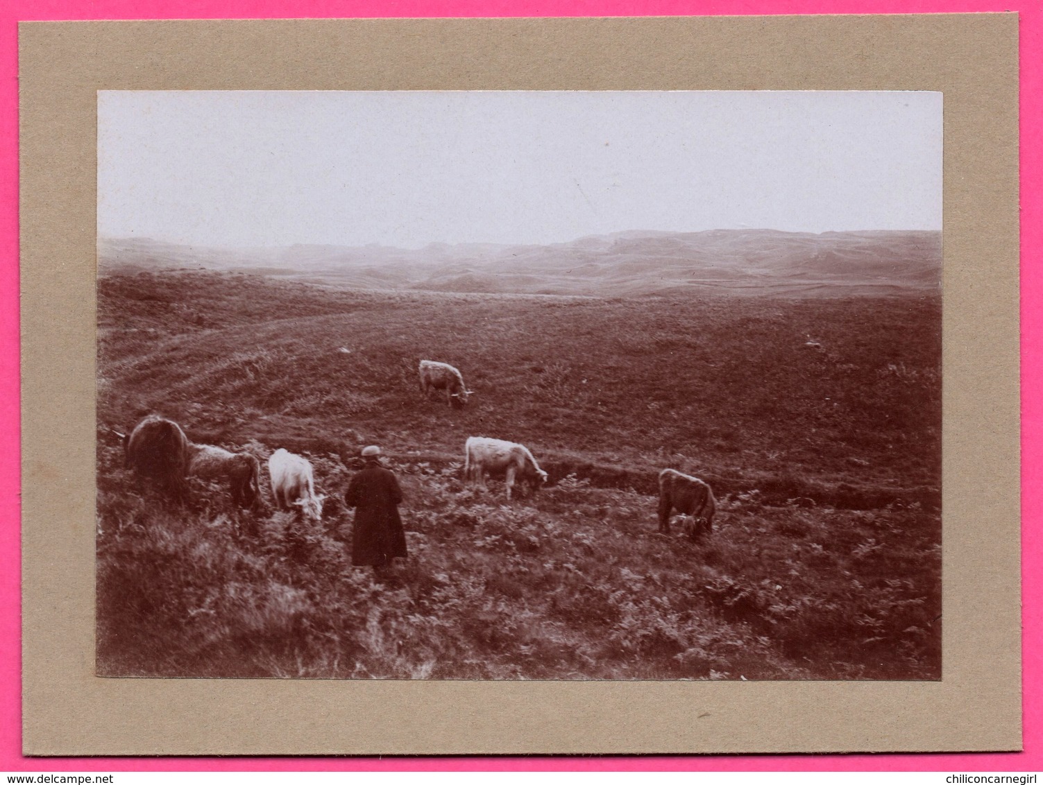 Photo Albuminée - Ecosse - Orcades - Paysans Aux Champs - Vaches - Tourbes - Animée - 1890 - Antiche (ante 1900)