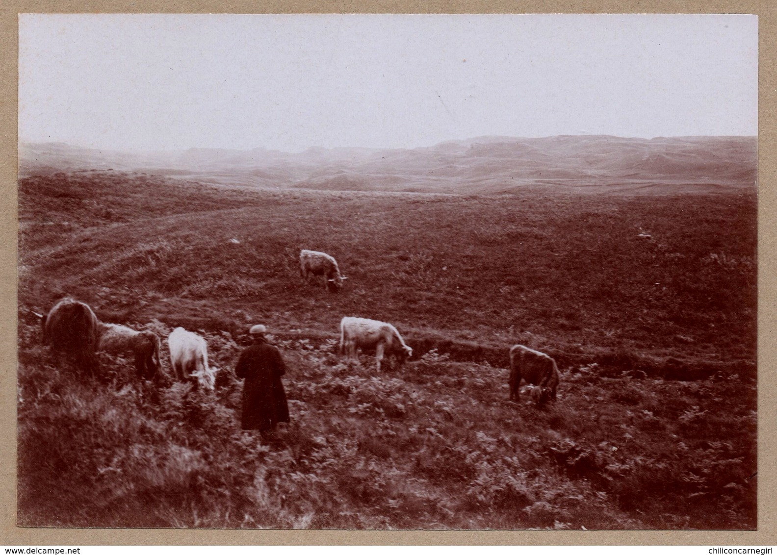 Photo Albuminée - Ecosse - Orcades - Paysans Aux Champs - Vaches - Tourbes - Animée - 1890 - Antiche (ante 1900)