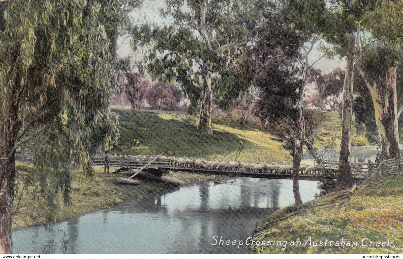 Postcard Sheep Crossing An Australian Creek PU 1908 Farming Interest To Mrs Bennison In Chorley  My Ref  B13254 - Breeding