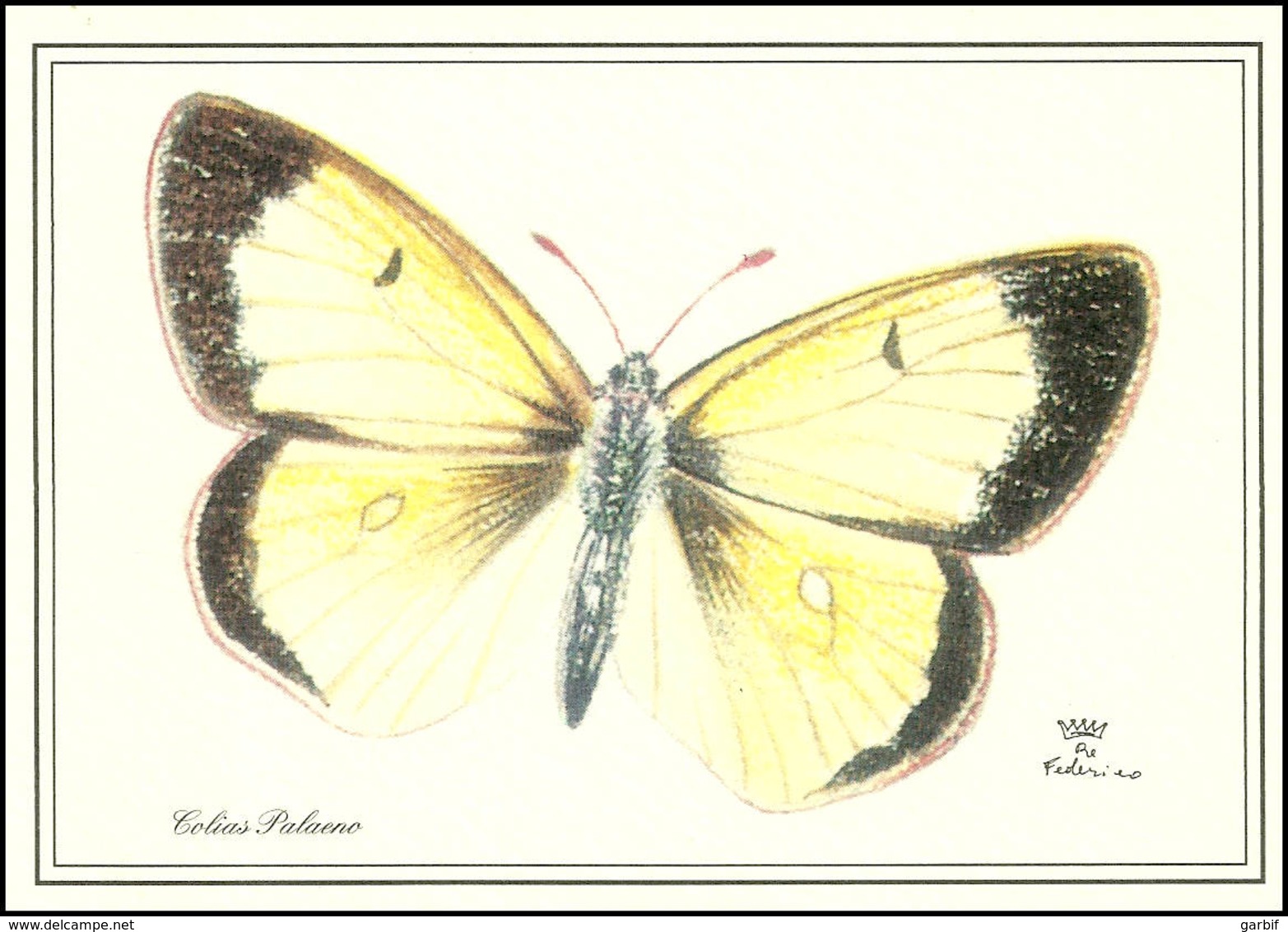 Farfalla - Butterfly - Colias Palaeno - Fg Nv - Farfalle