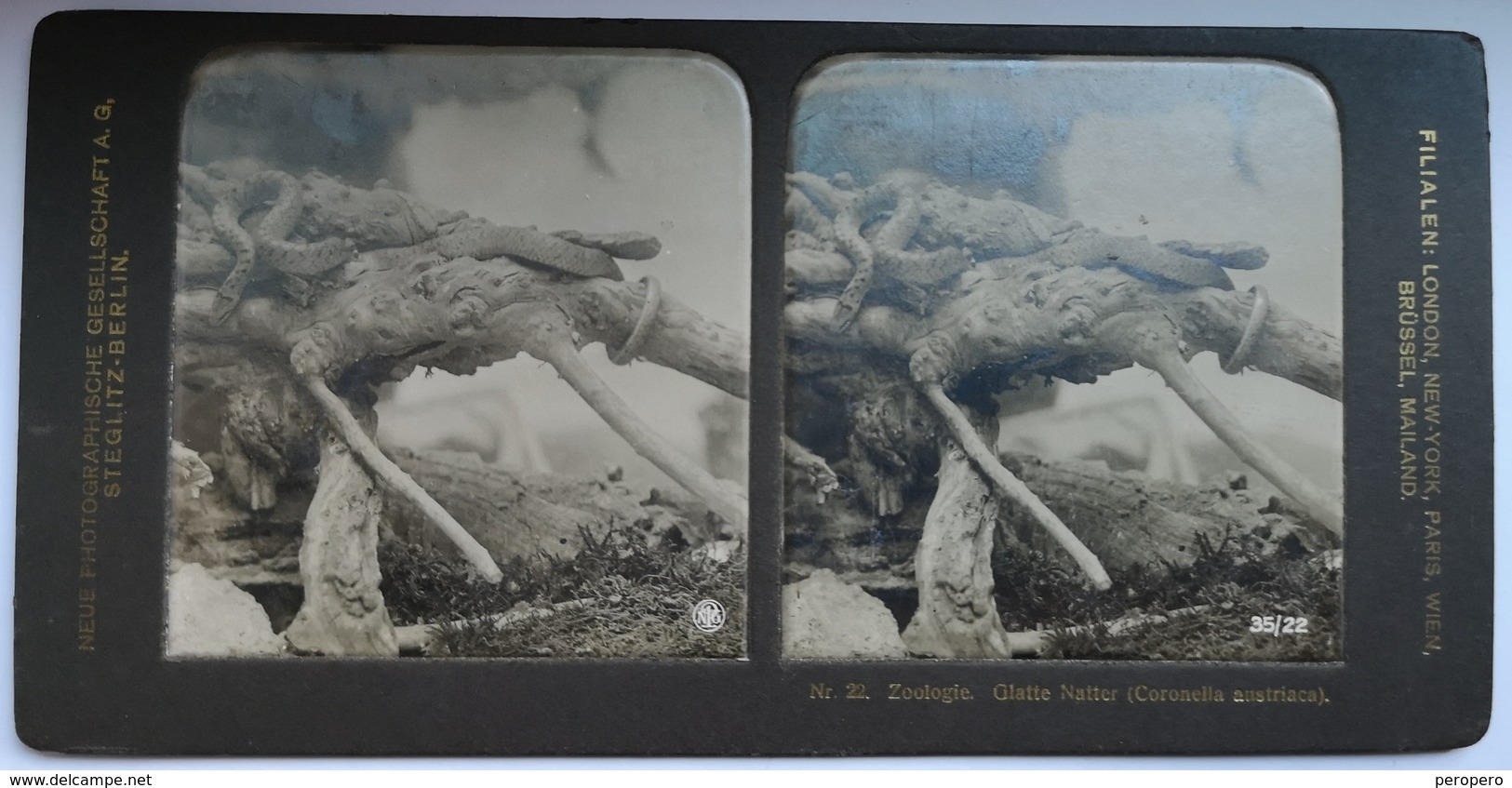 PHOTO STEREOSCOPIC STEREO ZOOLOGIE GLATTE NATTER ( CORONELLA AUSTRIACA ) , BERLIN - Stereo-Photographie