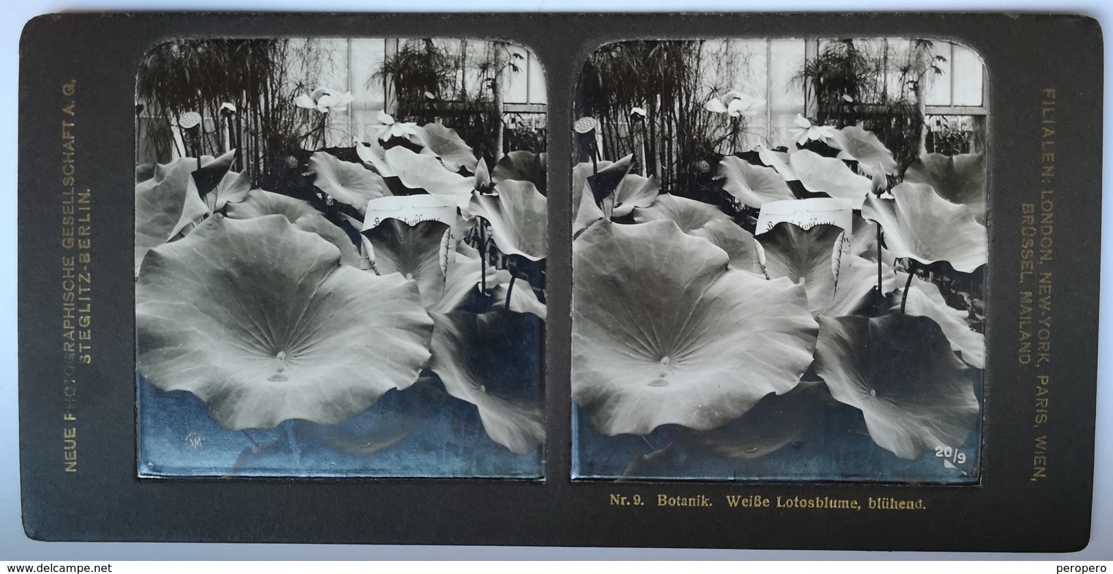 PHOTO STEREOSCOPIC STEREO BOTANIK WEISSE LOTOSBLUME , BLÜHEND , BERLIN - Stereo-Photographie