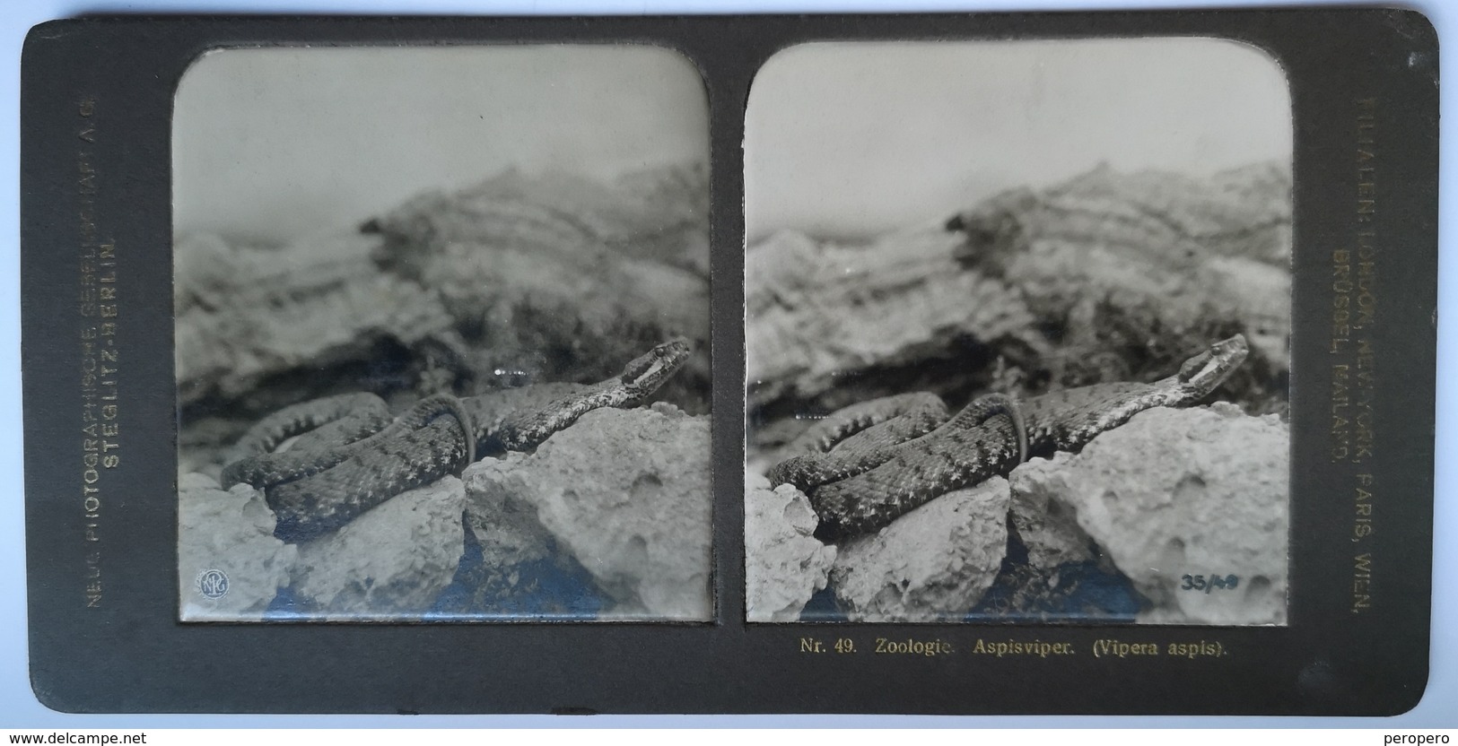 PHOTO STEREOSCOPIC STEREO ZOOLOGIE ASPISVIPER , BERLIN - Stereo-Photographie