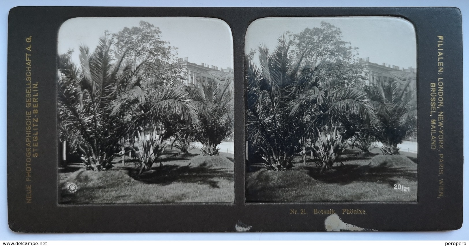 PHOTO STEREOSCOPIC STEREO BOTANIK PHÖNIXE, BERLIN - Stereo-Photographie