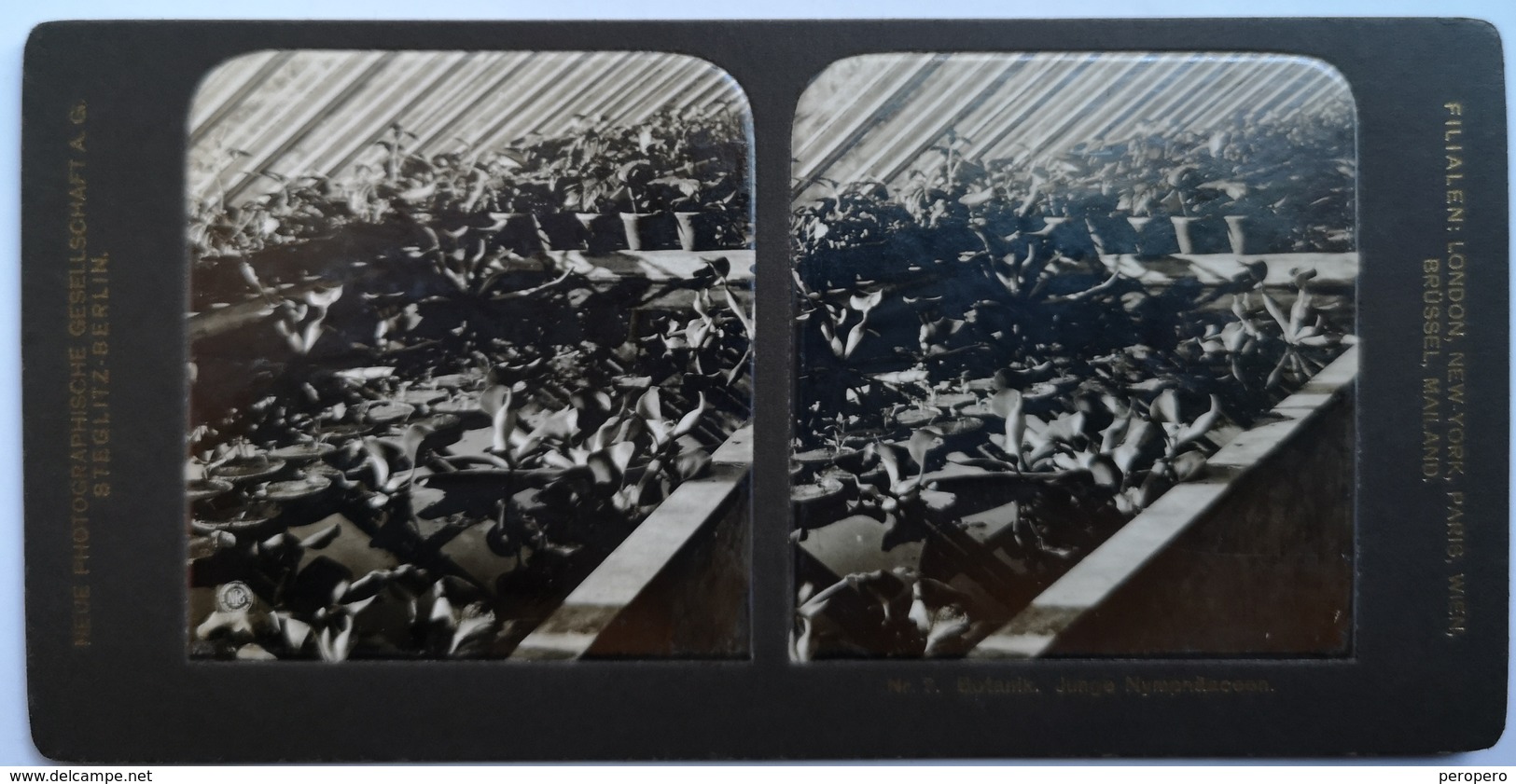 PHOTO STEREOSCOPIC STEREO BOTANIK JUNGE NYMPHÄACEEN - Stereo-Photographie