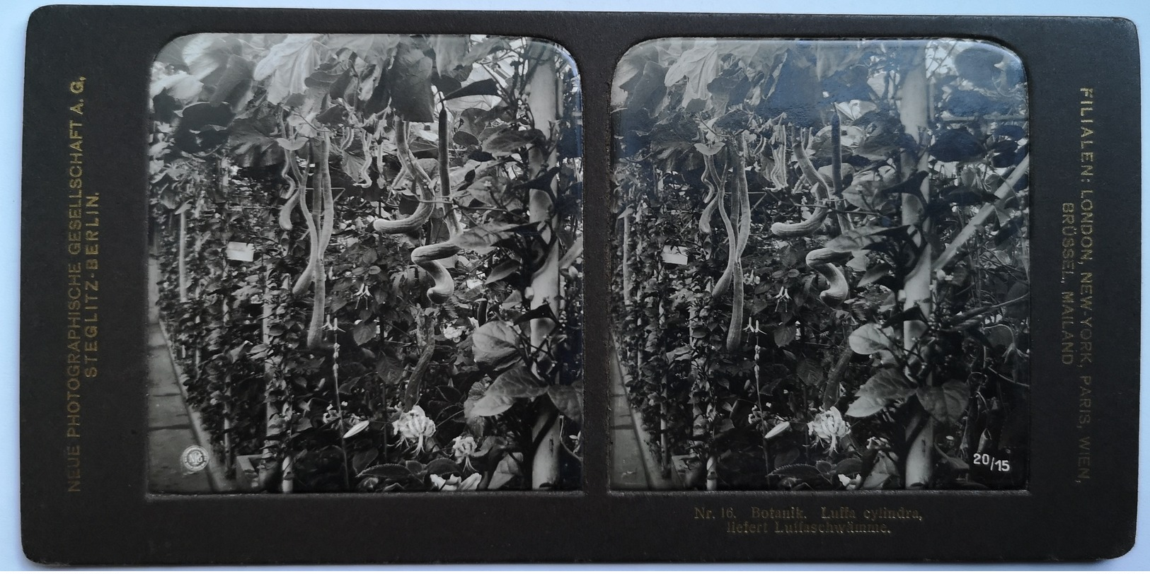 PHOTO STEREOSCOPIC STEREO BOTANIK LUFFA CYLINDRA LIEFERT LUFFASCHWÄMME - Stereo-Photographie