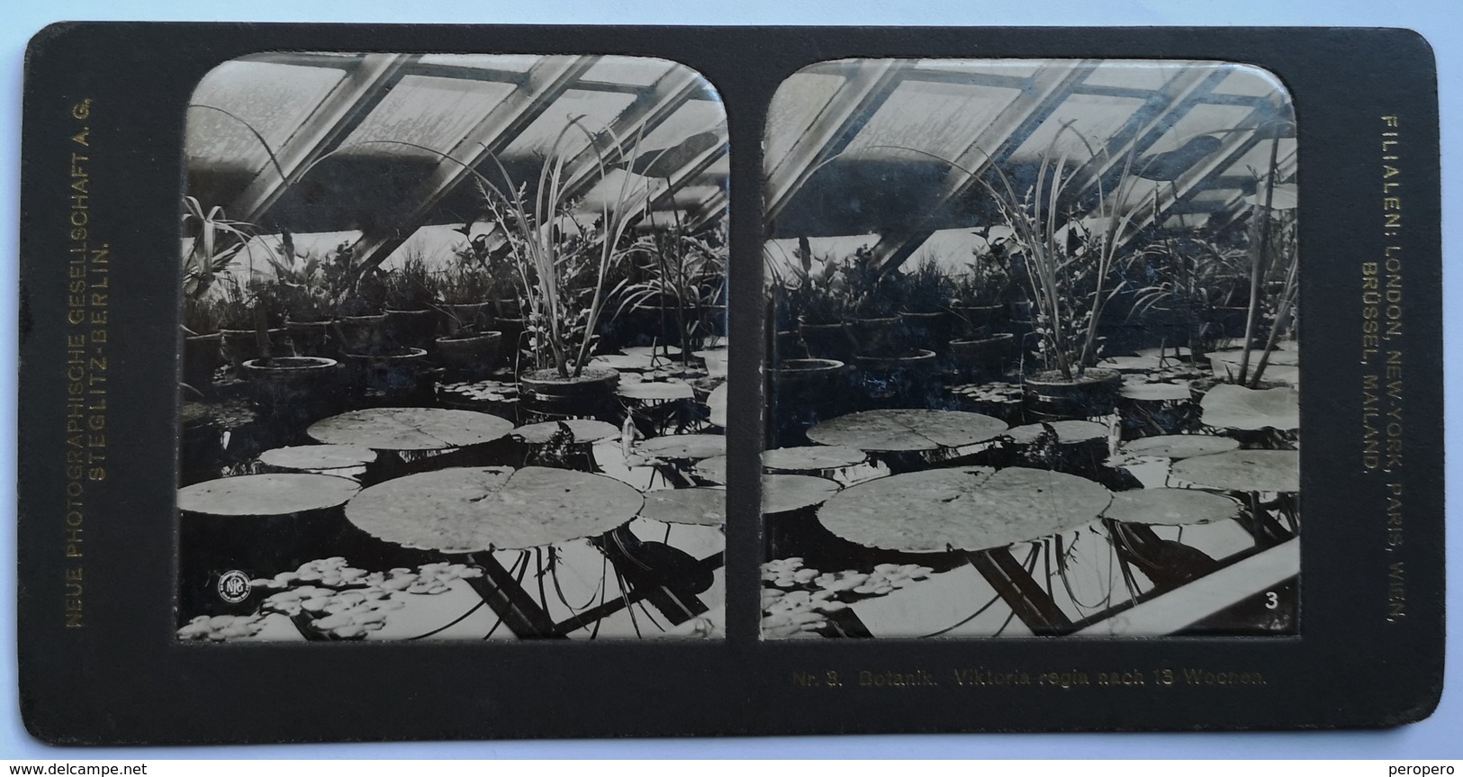 PHOTO STEREOSCOPIC STEREO BOTANIK VIKTORIA  REGIA NACH 13 WOCHEN - Stereo-Photographie