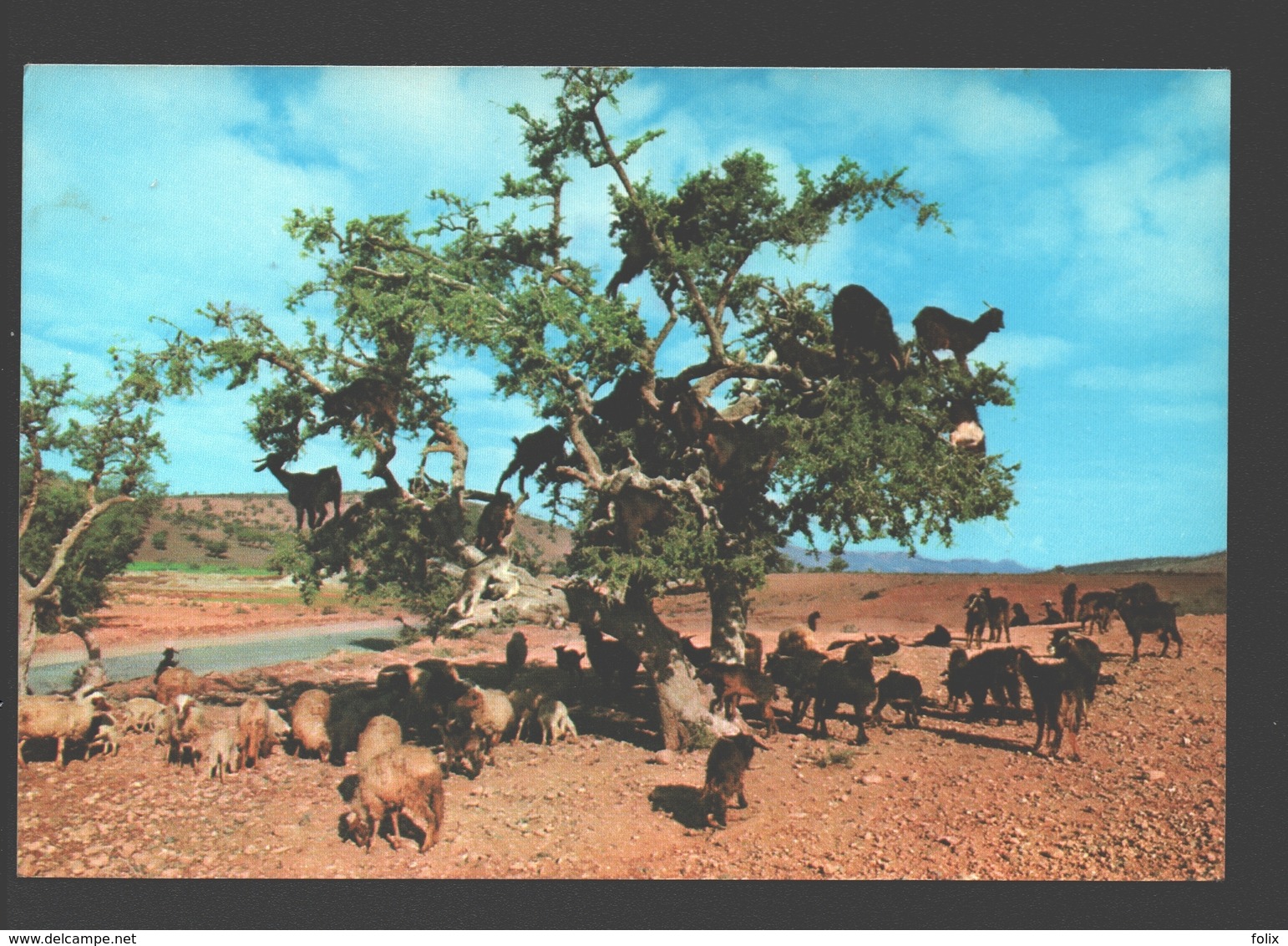 Maroc Typique - Chèvres Broutant Un Arganier - Geit / Goat / Ziege - Autres & Non Classés