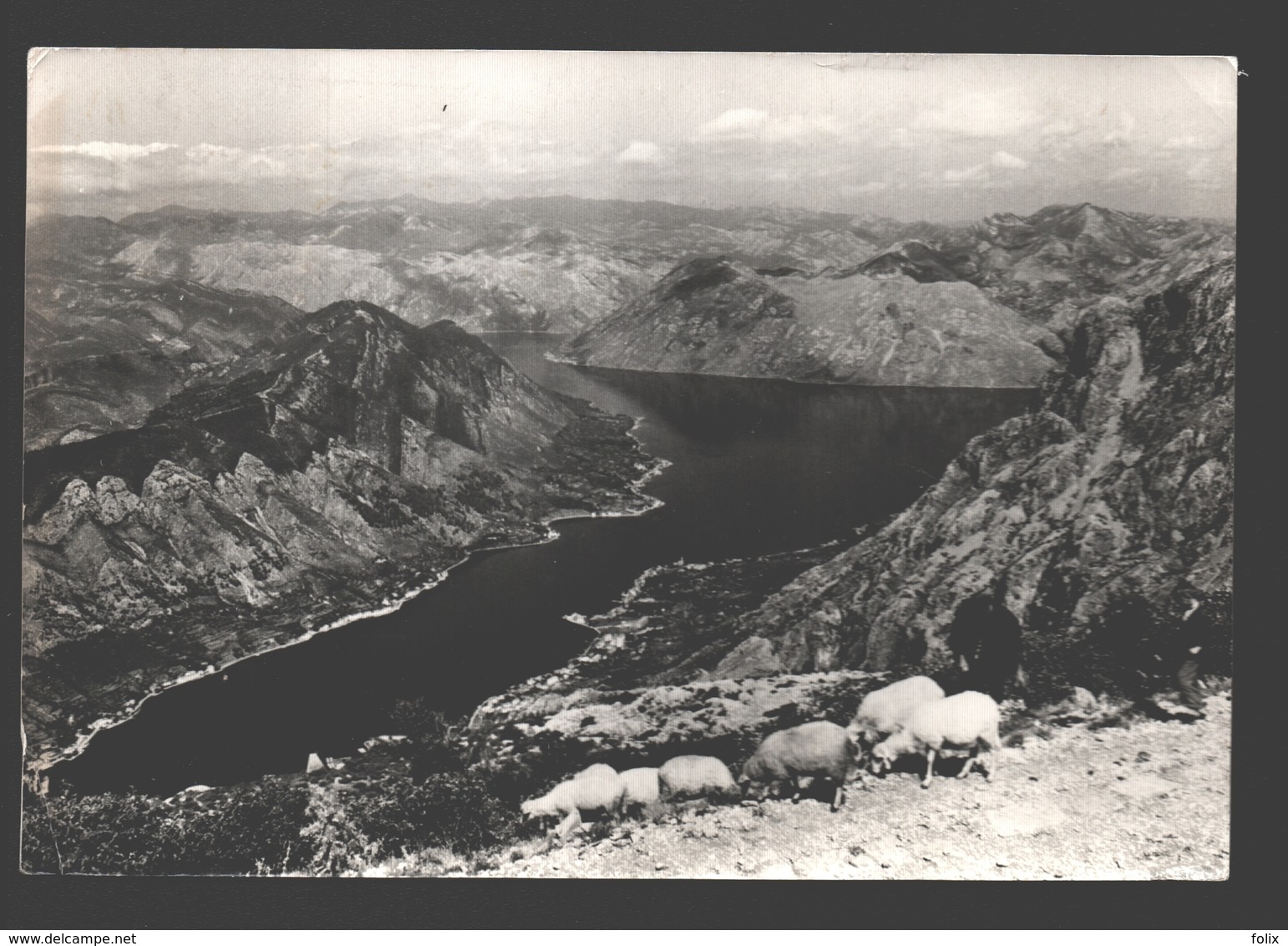 Boka Kotorska - Sheep / Moutons / Schapen - Montenegro