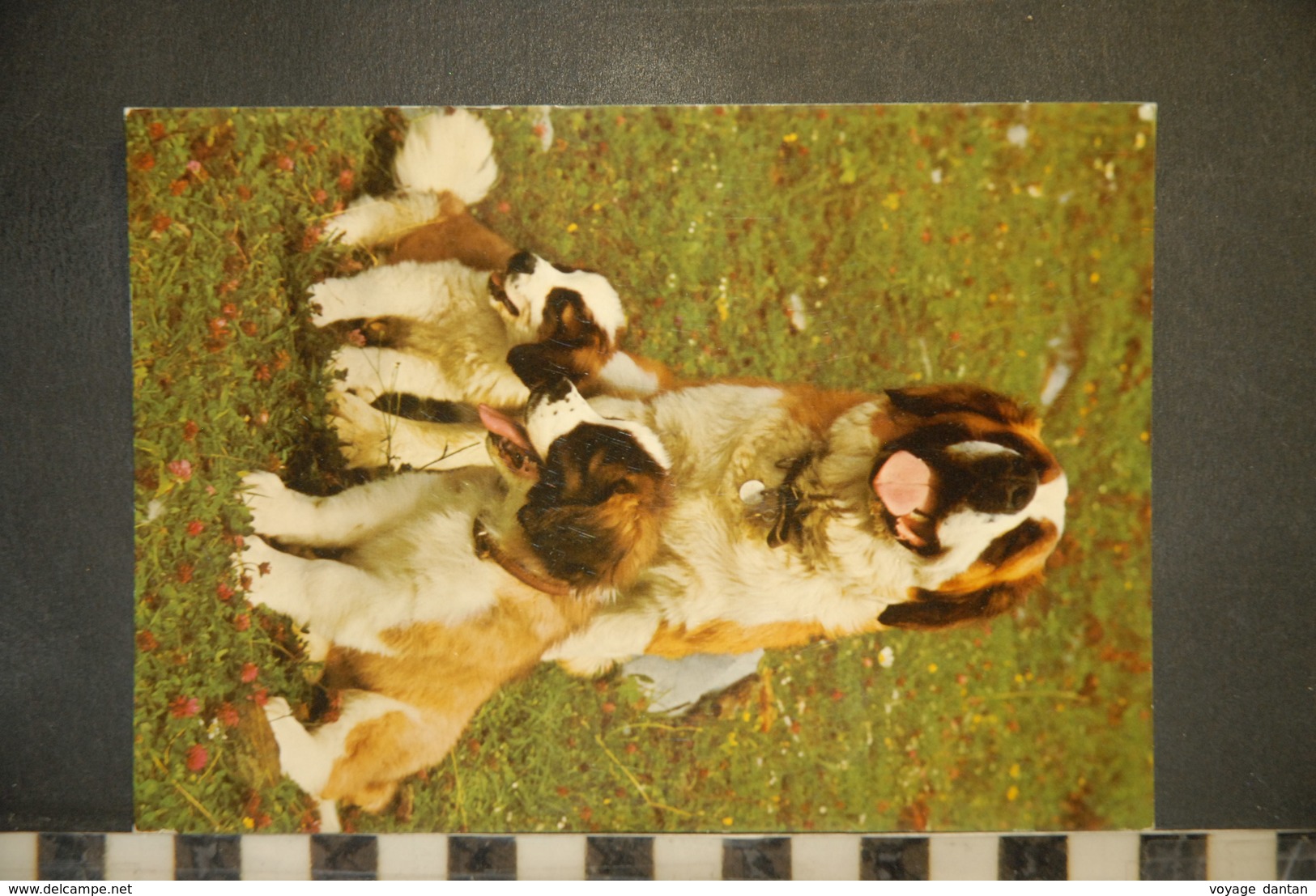 CP, Chiens, Les Chiens Du SAINT BERNARd , Petits - Chiens