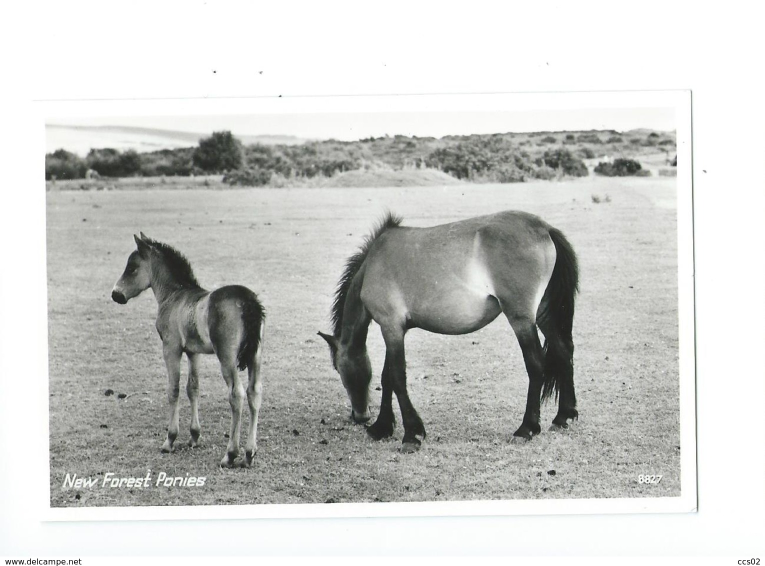 New Forest Ponies - Chevaux