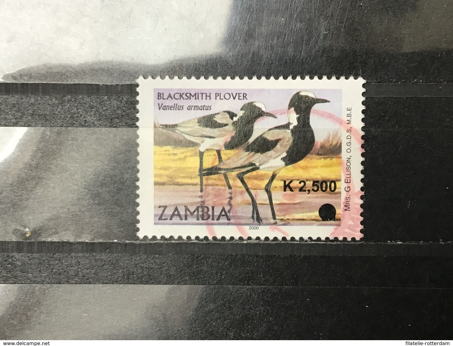 Zambia - Vogels (2500) 2010 - Zambia (1965-...)