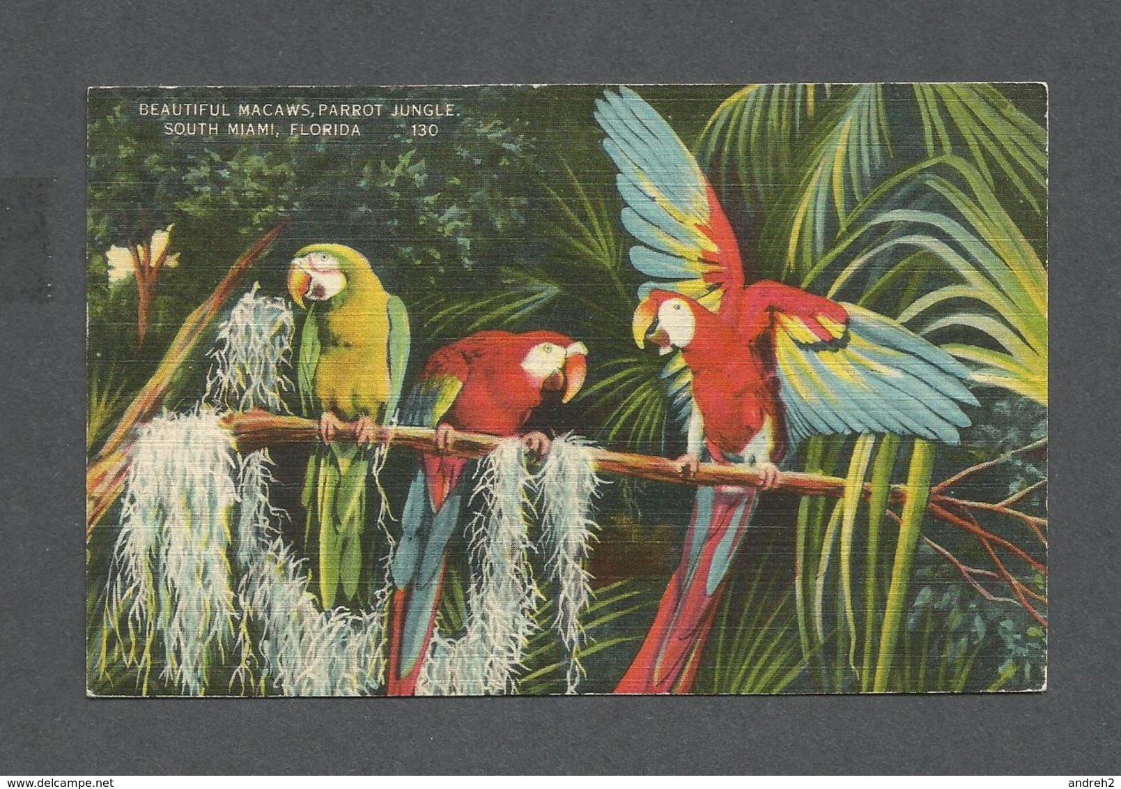 ANIMAUX - ANIMALS - BIRDS - OISEAUX  PARROT JUNGLE FLORIDA  PARROTS - PERROQUETS - MACAWS - Oiseaux