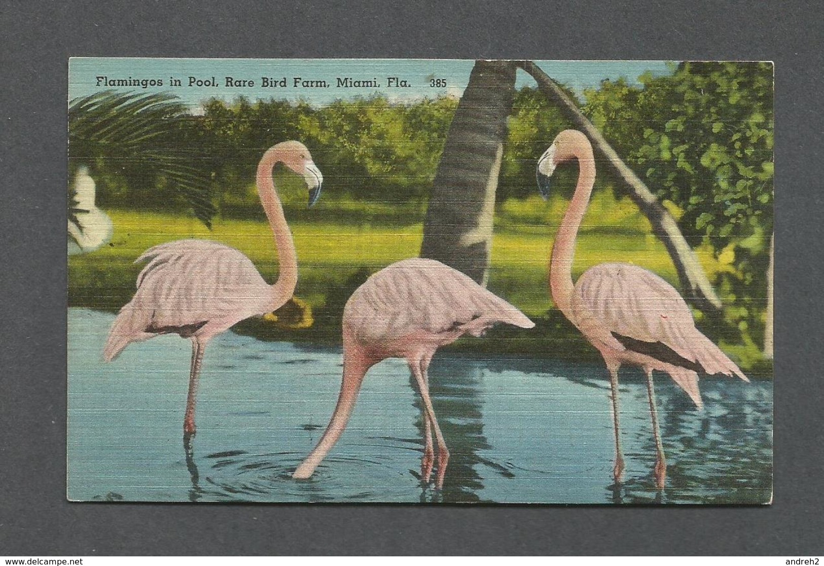 ANIMAUX - ANIMALS - BIRDS - OISEAUX - FLAMINGOS IN POOL RARE BIRD FARM - MIAMI FLORIDA - Oiseaux