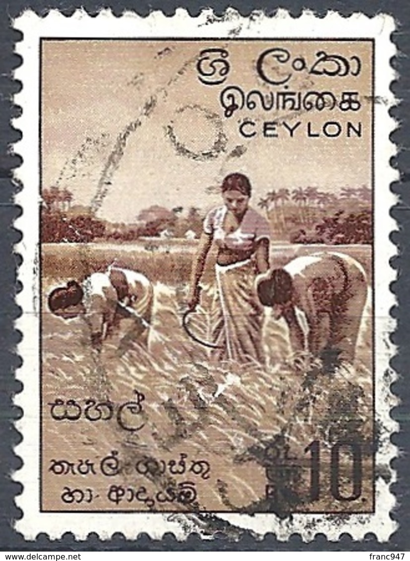 Ceylon, 1954 Harvesting Rice, 10r # S.G. 430 - Michel 276 - Scott 328  USED - Sri Lanka (Ceylon) (1948-...)