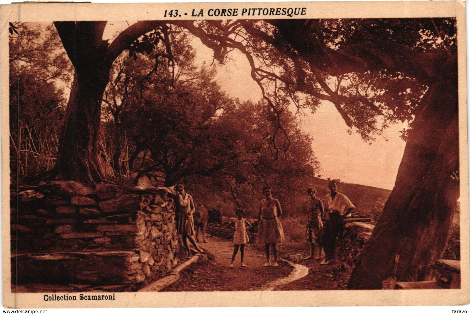 CORSE  -  LA CORSE PITTORESQUE - Collection Scamaroni N° 135 - - 1925 - Arbres - Sonstige & Ohne Zuordnung