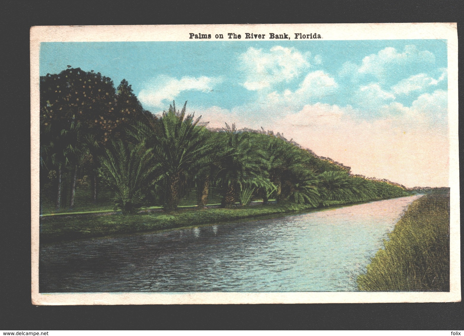 Florida - Palms On The River Bank - Autres & Non Classés