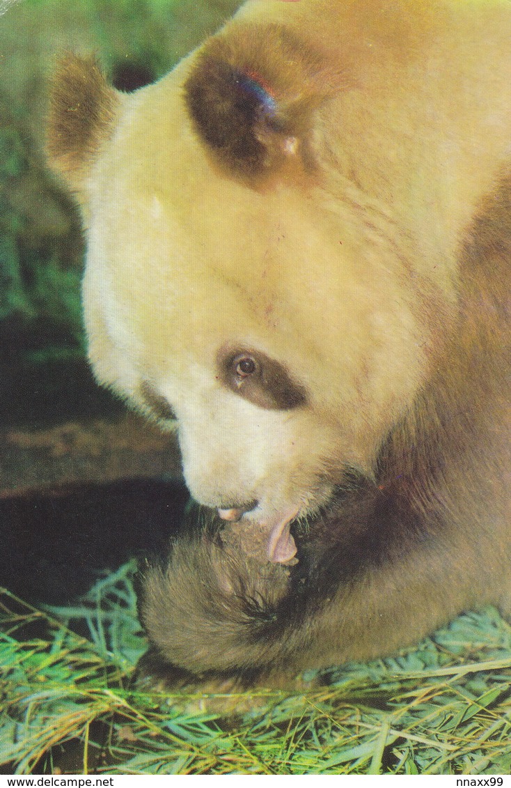 China - DAN DAN, Famous Brown Giant Panda At Xi'an Zoo, Shaanxi - Ours