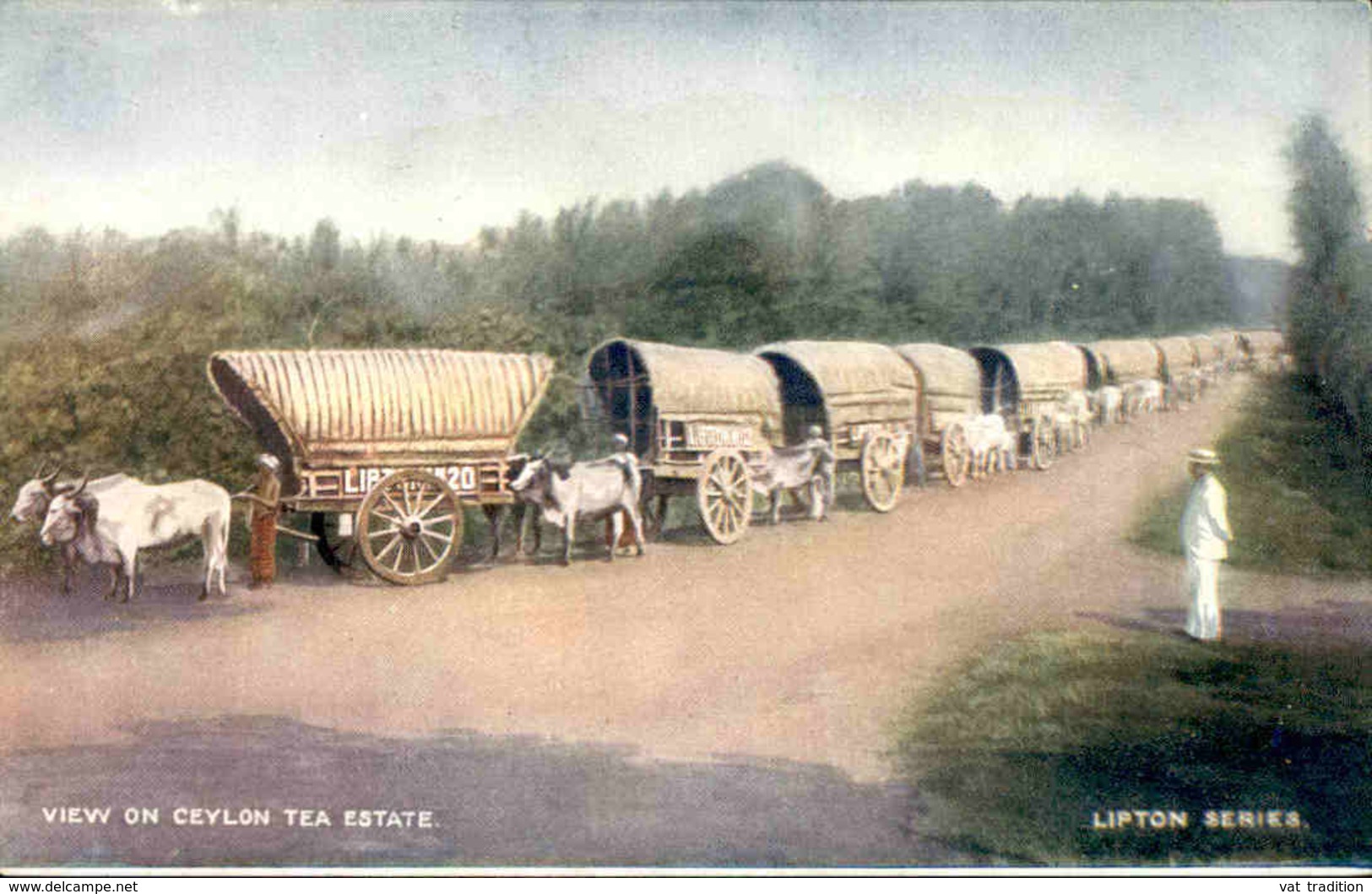 CEYLAN - Carte Postale - Transport De Thé - L 29807 - Sri Lanka (Ceylon)