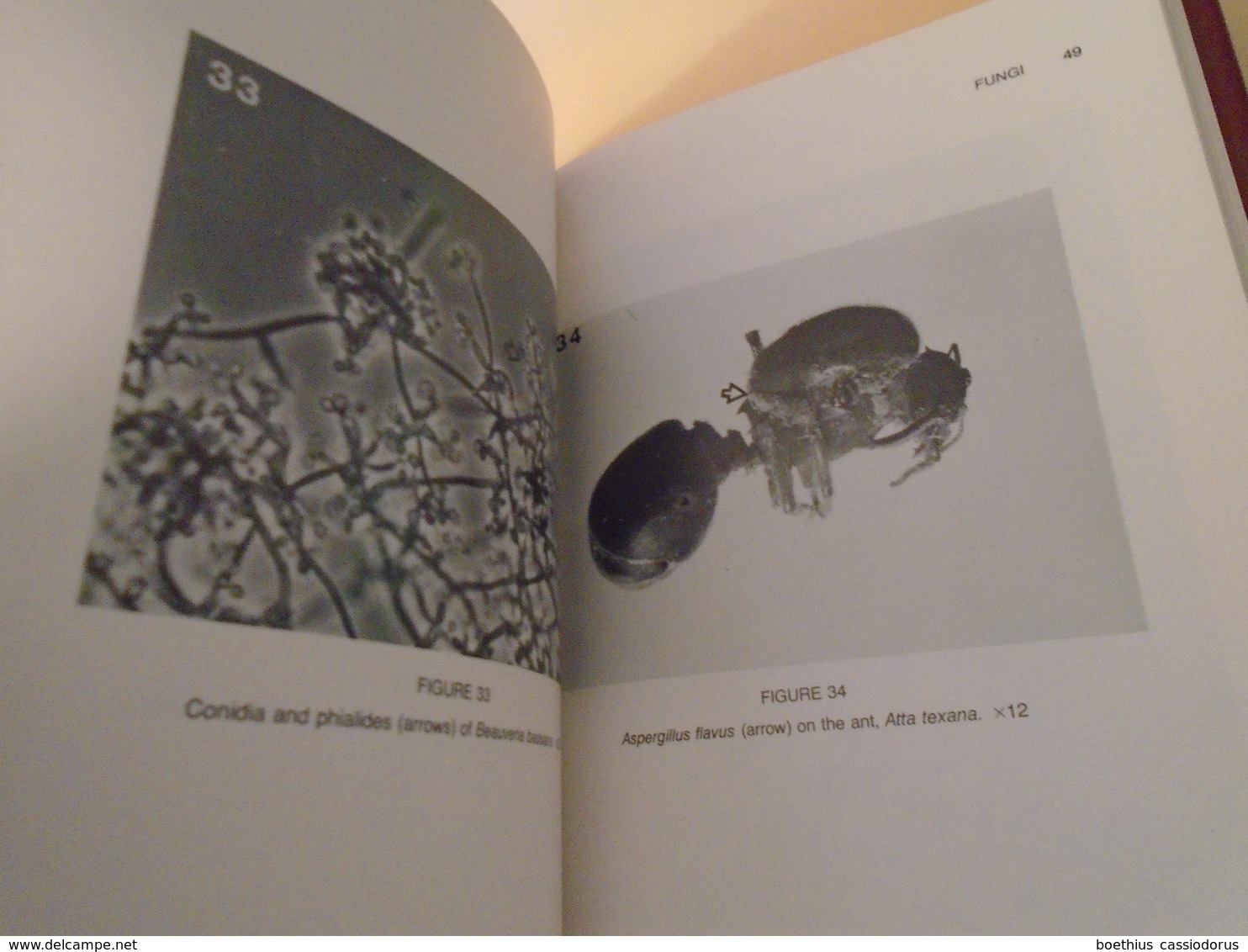 DIAGNOSTIC MANUAL FOR THE IDENTIFICATION OF INSECT PATHOGENS 1982 GEORGES O. POINAR And GERARD M. THOMAS - Biowissenschaften