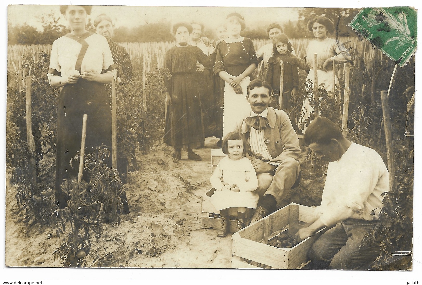 47-Environs MARMANDE-CARTE PHOTO-Récolte Des Tomates...1915  Animé - Marmande