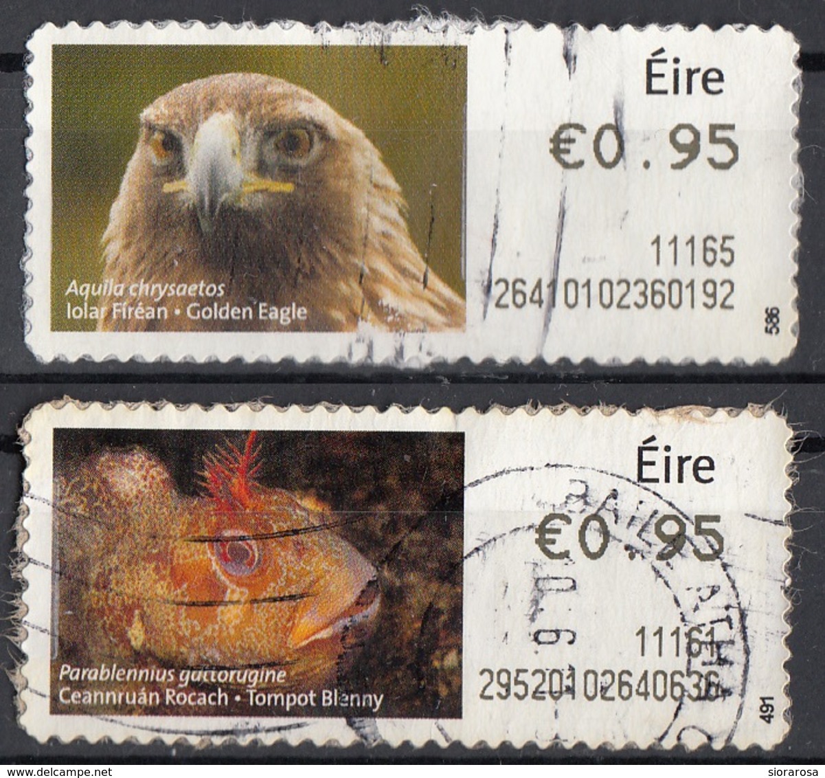 Irlanda 2010  Label Post And Go - Gold Eagle - Parablennius Gattorugine   - Used Autoadesivo Ireland Eire - Usati