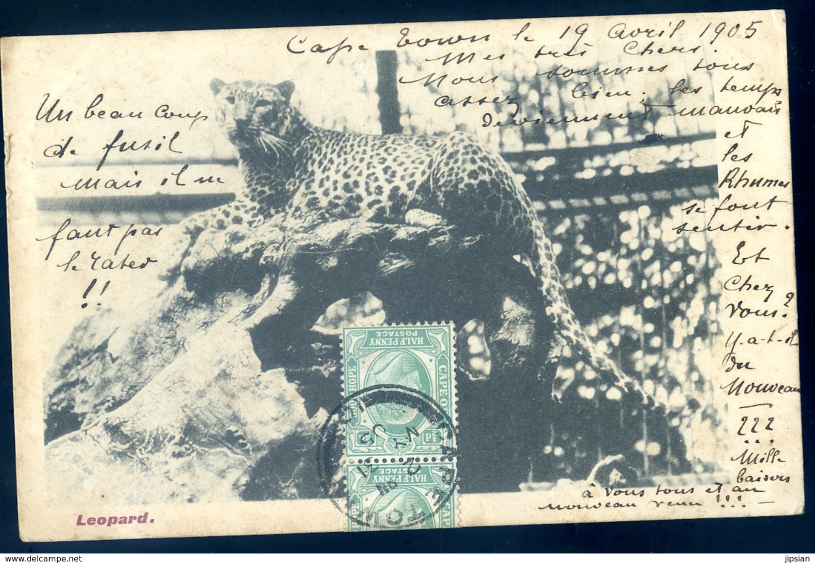 Cpa Afrique Du Sud South Africa -- Leopard --- The G.W.W Series ---  Cpa Envoyée De Cape Town    AFS2 - Afrique Du Sud