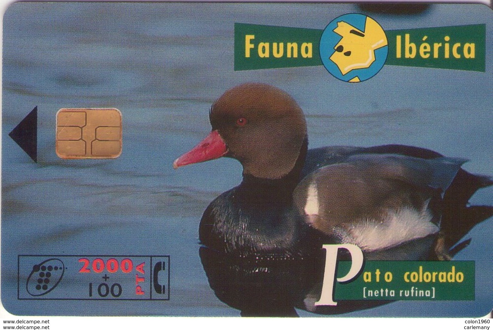 TELECARTE ESPAÑA ESPAGNE FAUNA PATO COLORADO - Autres & Non Classés