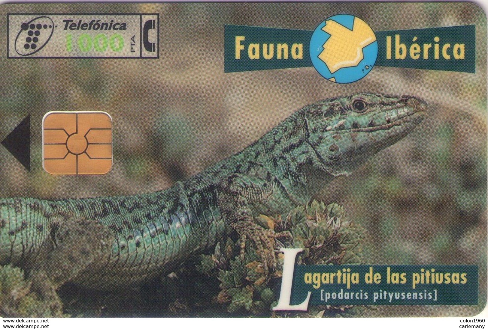 TELECARTE ESPAÑA ESPAGNE FAUNA LAGARTO PITUSO - Autres & Non Classés