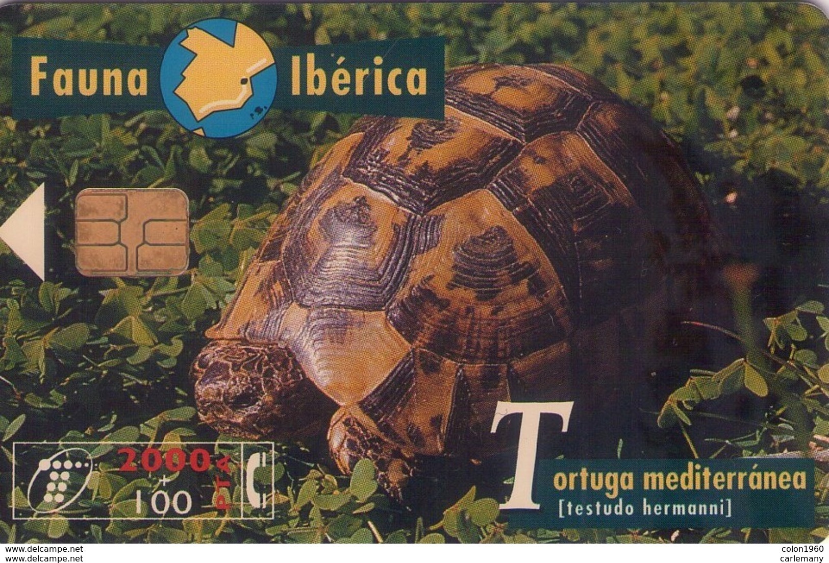 TELECARTE ESPAÑA ESPAGNE FAUNA TORTUGA MED - Autres & Non Classés