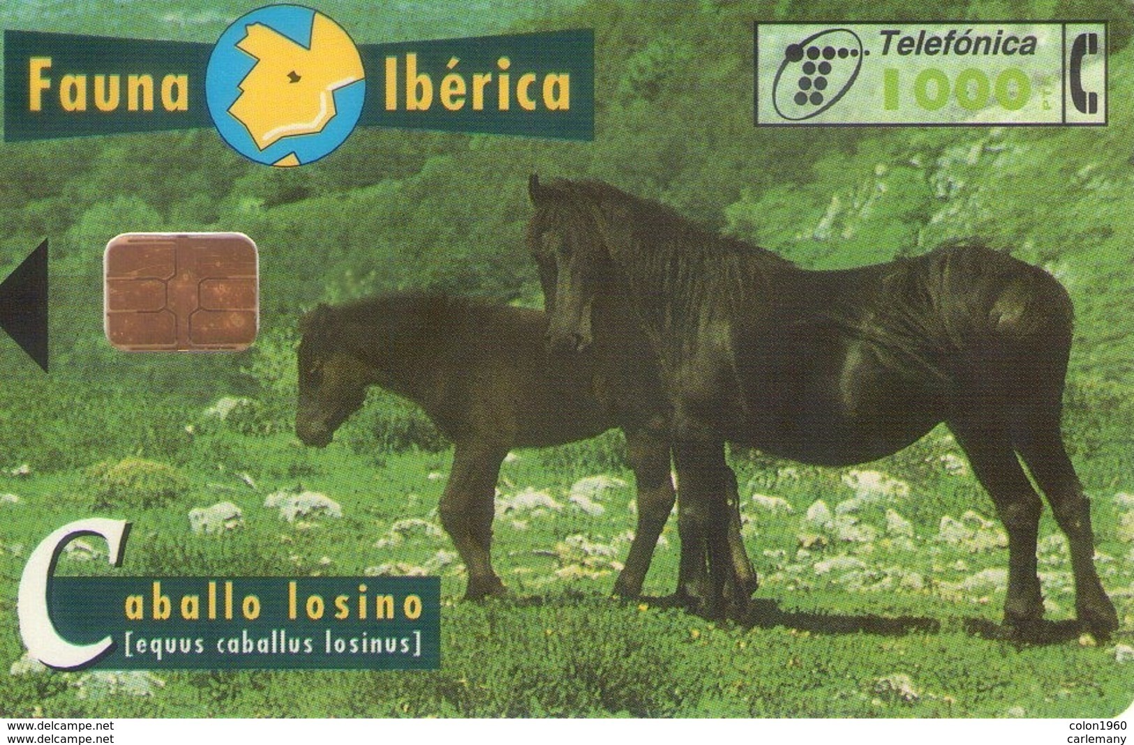 TELECARTE ESPAÑA ESPAGNE FAUNA CABALLO - Autres & Non Classés