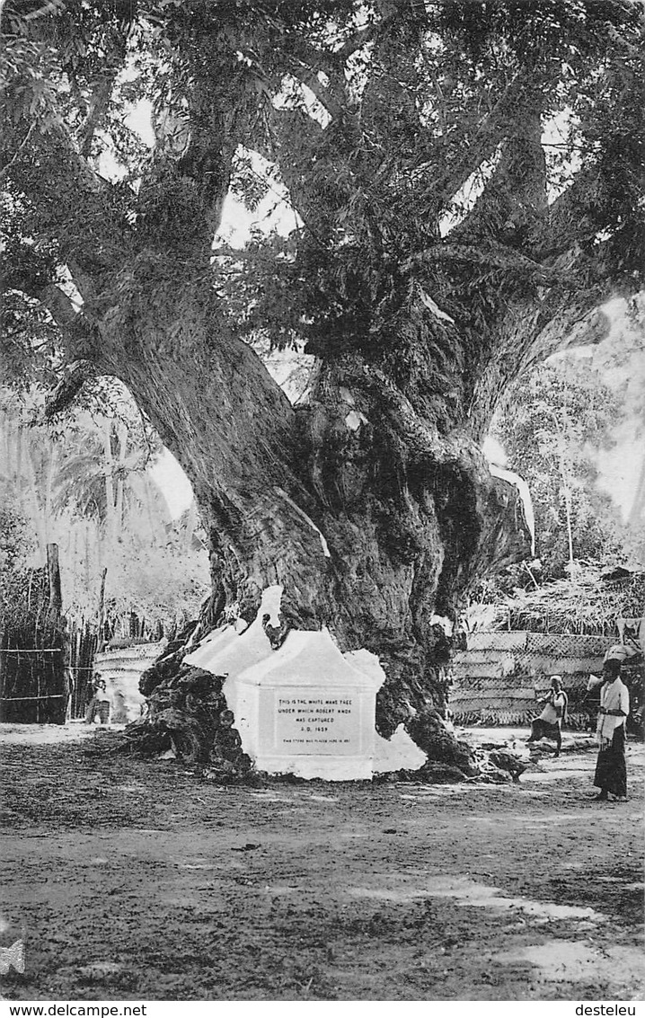 The White Men"s Tree Trincomalee Ceylon SRI-LANKA - Sri Lanka (Ceylon)