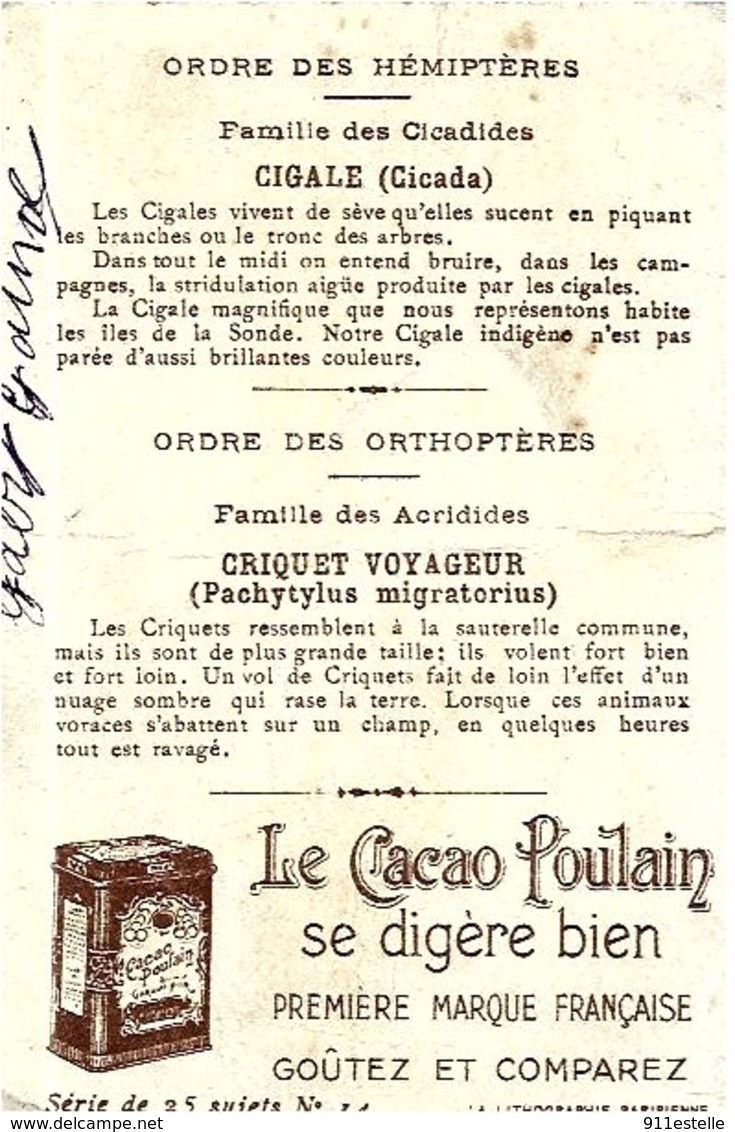 CIGALE  MAGNIFIQUE  , CRIQUET , LE CACAO POULAIN - Poulain