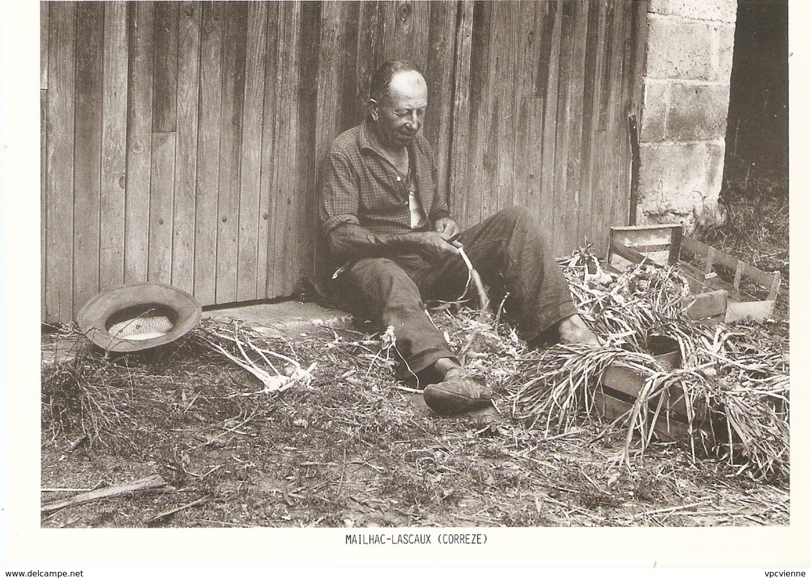 MAILHAC-LASCAUX  "" Raoul COURNARIE Prépare L'ail ""  Ferme Agriculture . Photo Pierre BATILLOT . 150 Ex. - Autres & Non Classés