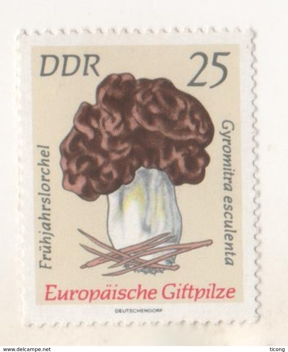 CHAMPIGNON GYROMITRA ESCULENTA - TIMBRE NEUF DE L ALLEMAGNE DE L EST ( DDR ) - VOIR LE SCANNER - Champignons