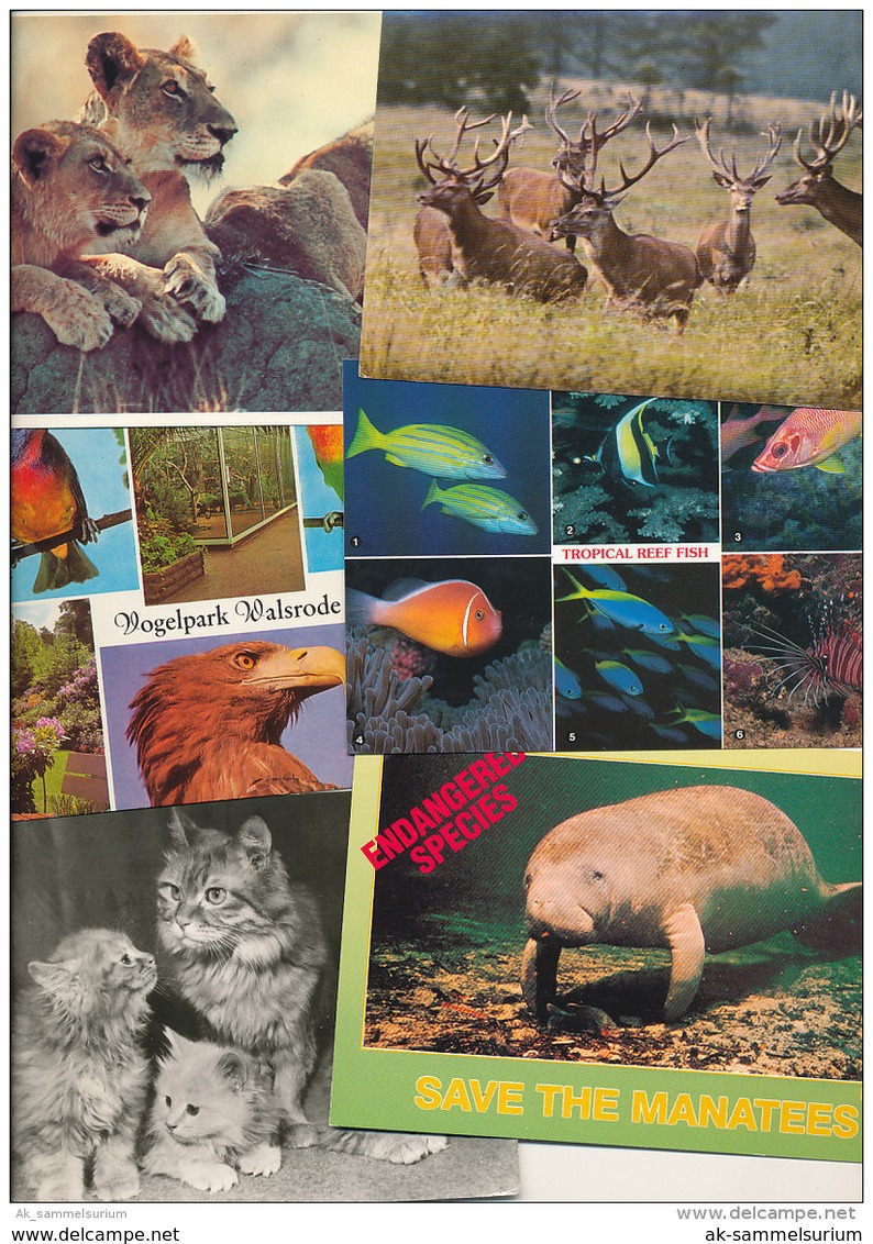 Lot / Konvolut / Sammlung: 100 Ansichtskarten Tiere / Animals (L-C-010) - 100 - 499 Postcards