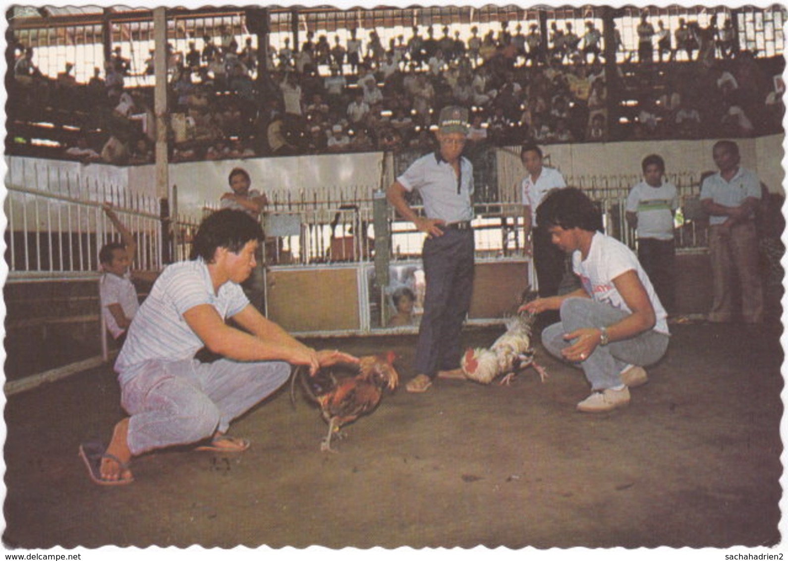 Gf. PHILIPPINES. Two Trained Roosters Fight - Philippines