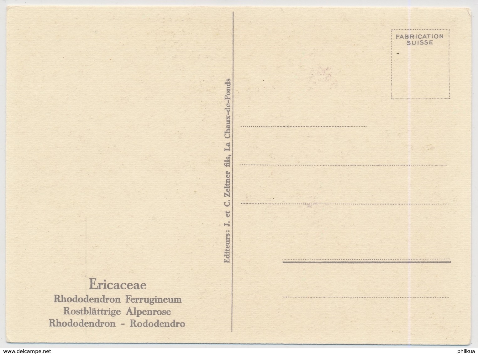 Rodothendron Ferrugineum - Rostblättrige Alpenrose - Fleurs