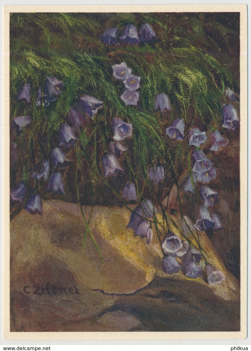 Niedere Glockenblume - Flores