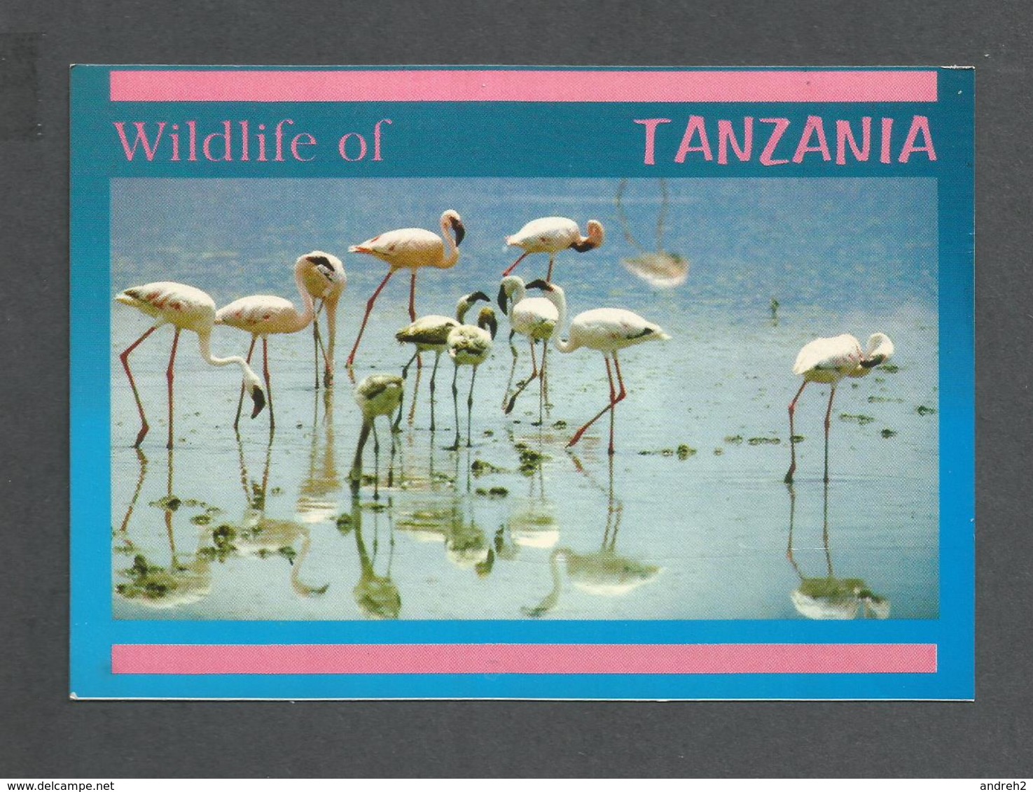 ANIMAUX - ANIMALS - BIRDS - OISEAUX - FLAMINGOS - WILDLIFE OF TANZANIA AFRICA - PHOTO DINO SASSI - Oiseaux