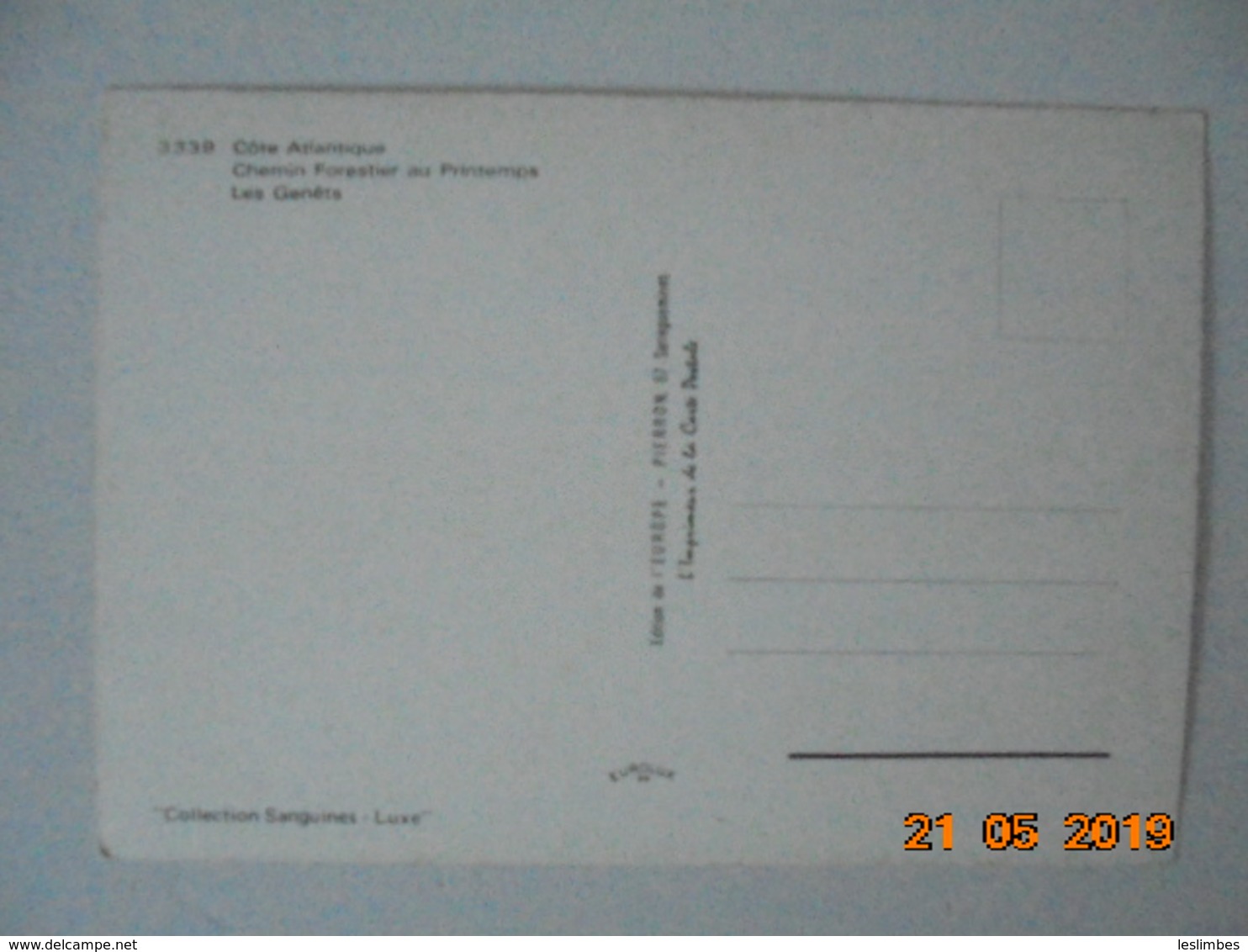 Cote Atlantique. Chemin Forestier Au Printemps. Les Genets. Europ 3339 - Other & Unclassified